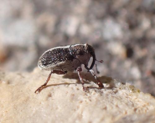 Oprohinus suturalis